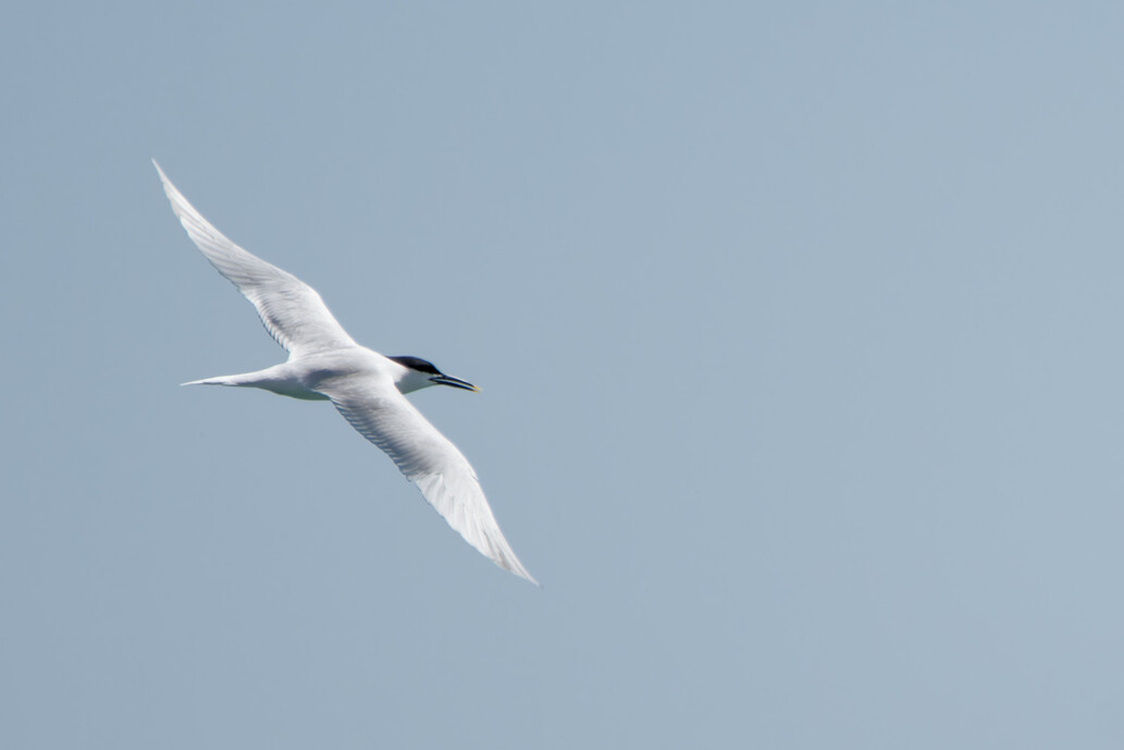 Photo of Sandwich Tern